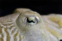 Oeil de Seiche (Sepia officinalis)